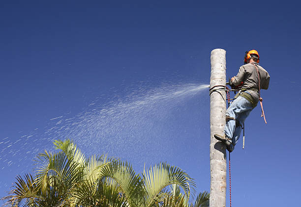 Reliable Fruitport, MI Tree Removal Services Solutions