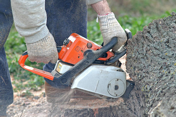 Best Tree Risk Assessment  in Fruitport, MI