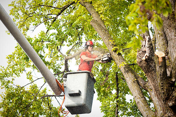 Best Tree Health Inspection  in Fruitport, MI