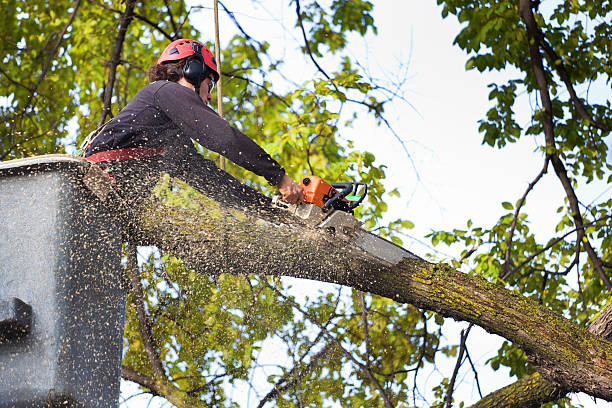 Best Hazardous Tree Removal  in Fruitport, MI