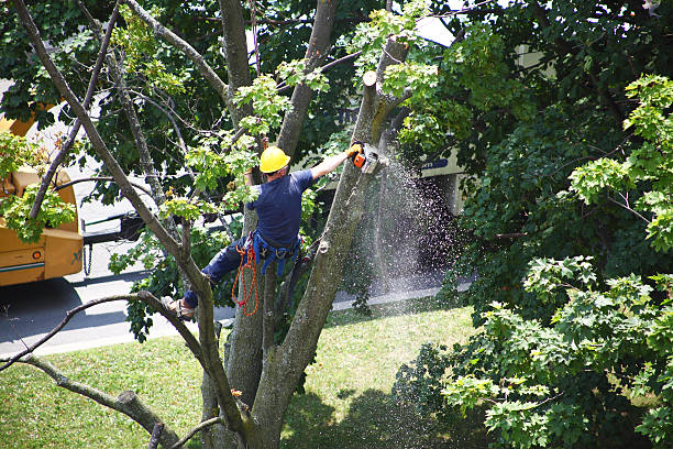 Best Tree Health Inspection  in Fruitport, MI