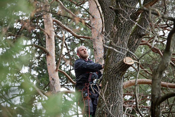 How Our Tree Care Process Works  in  Fruitport, MI